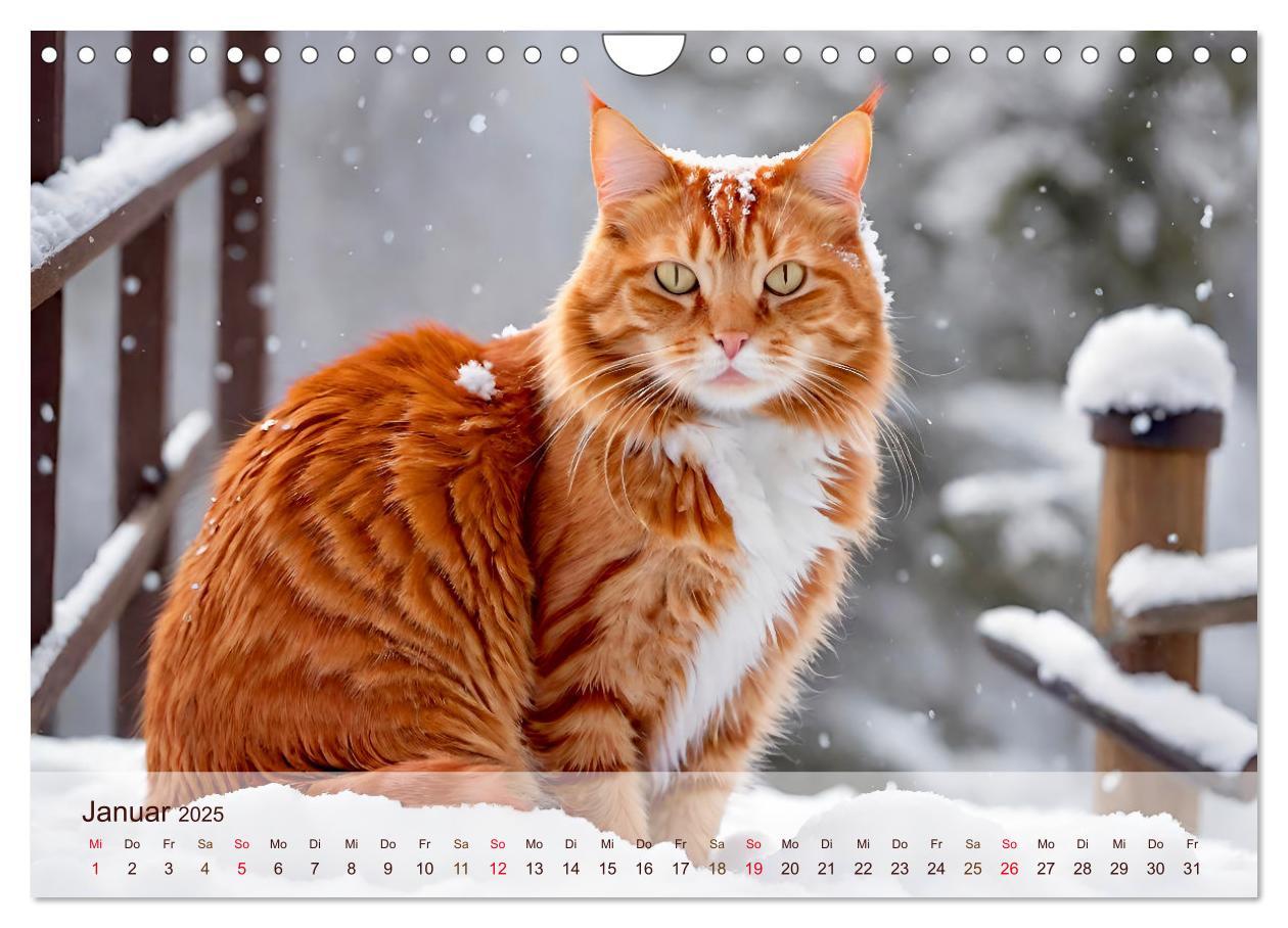 Bild: 9783383817830 | Rote Katzen (Wandkalender 2025 DIN A4 quer), CALVENDO Monatskalender