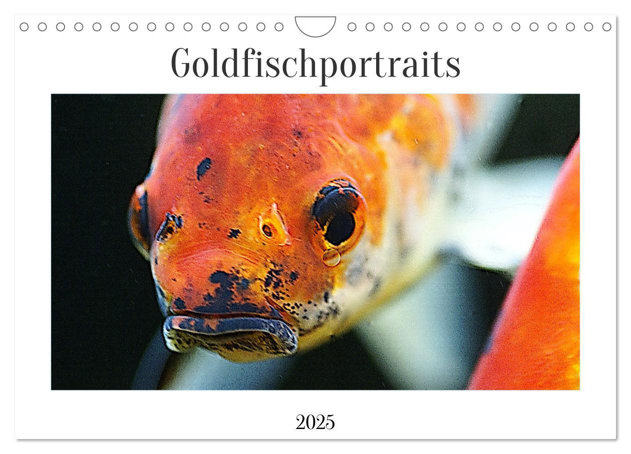 Cover: 9783435119707 | Goldfischportraits (Wandkalender 2025 DIN A4 quer), CALVENDO...