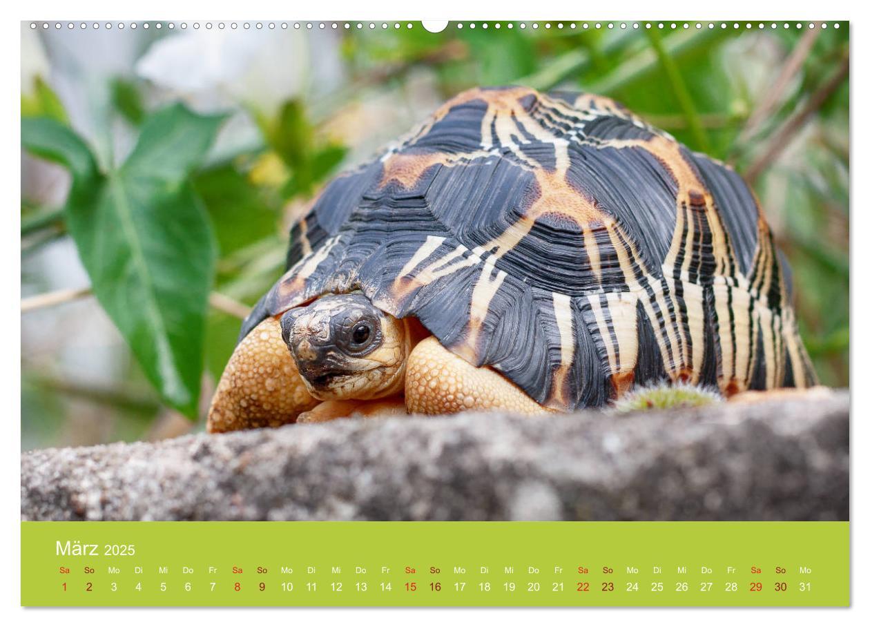 Bild: 9783435315055 | Meine Schildkröten (Wandkalender 2025 DIN A2 quer), CALVENDO...