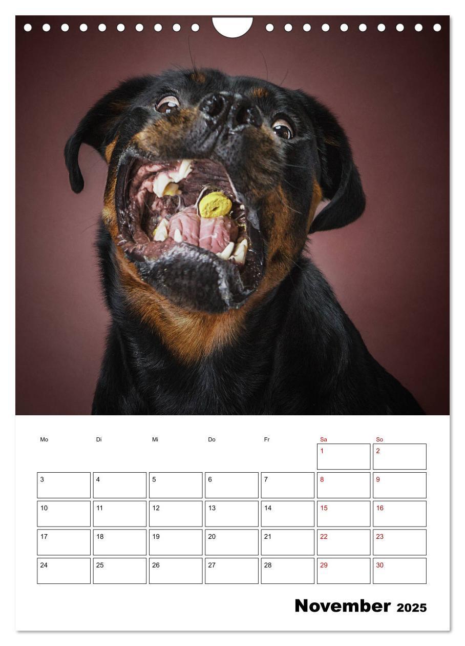 Bild: 9783435981847 | Fang das Leckerli (Wandkalender 2025 DIN A4 hoch), CALVENDO...