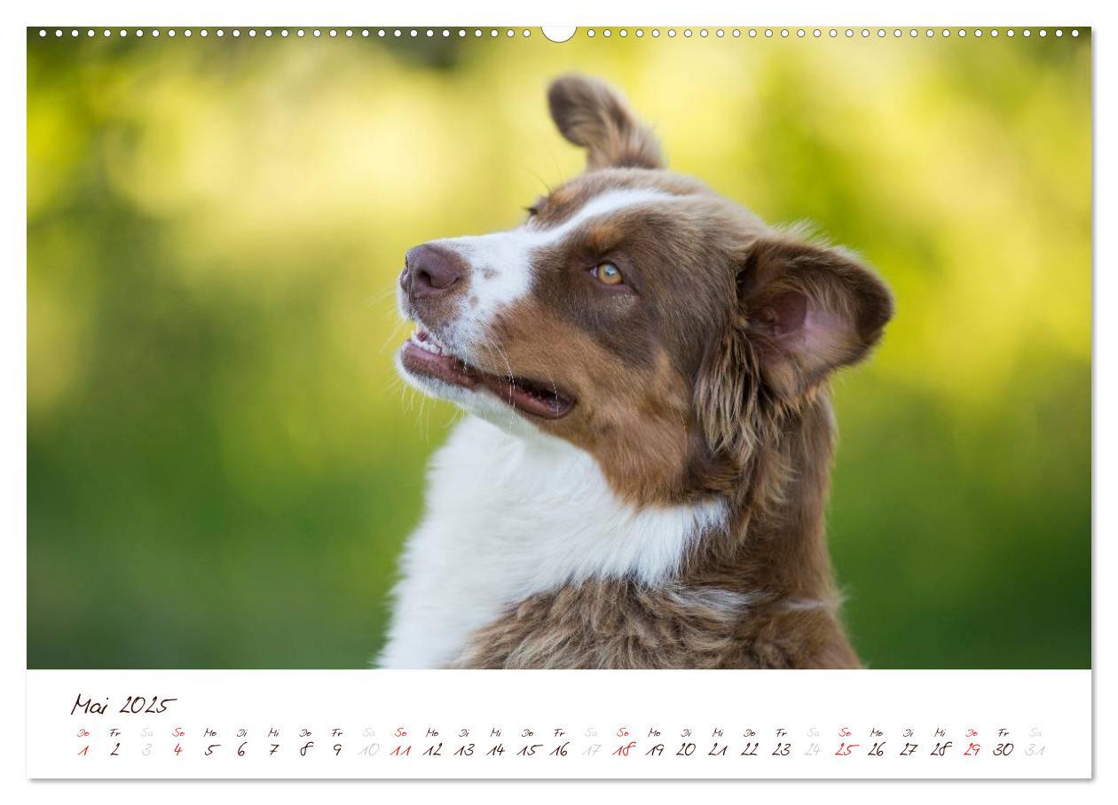 Bild: 9783435808779 | Wunderbare Australian Shepherds (Wandkalender 2025 DIN A2 quer),...