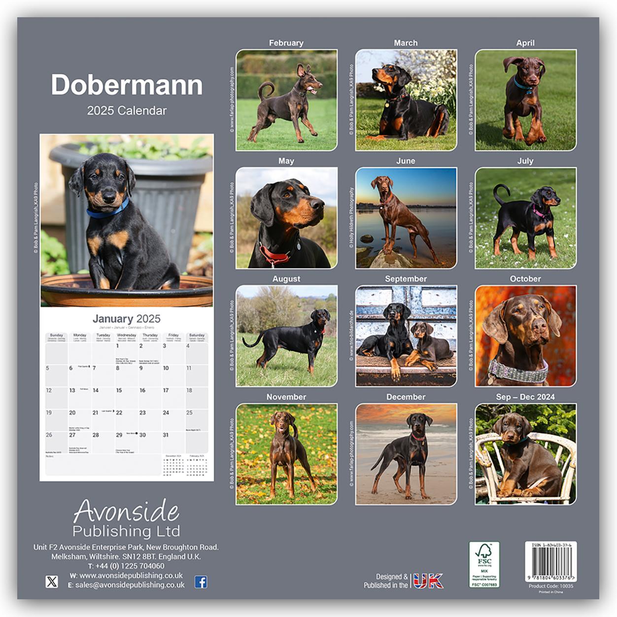 Rückseite: 9781804603376 | Dobermann 2025 - 16-Monatskalender | Avonside Publishing Ltd | 13 S.