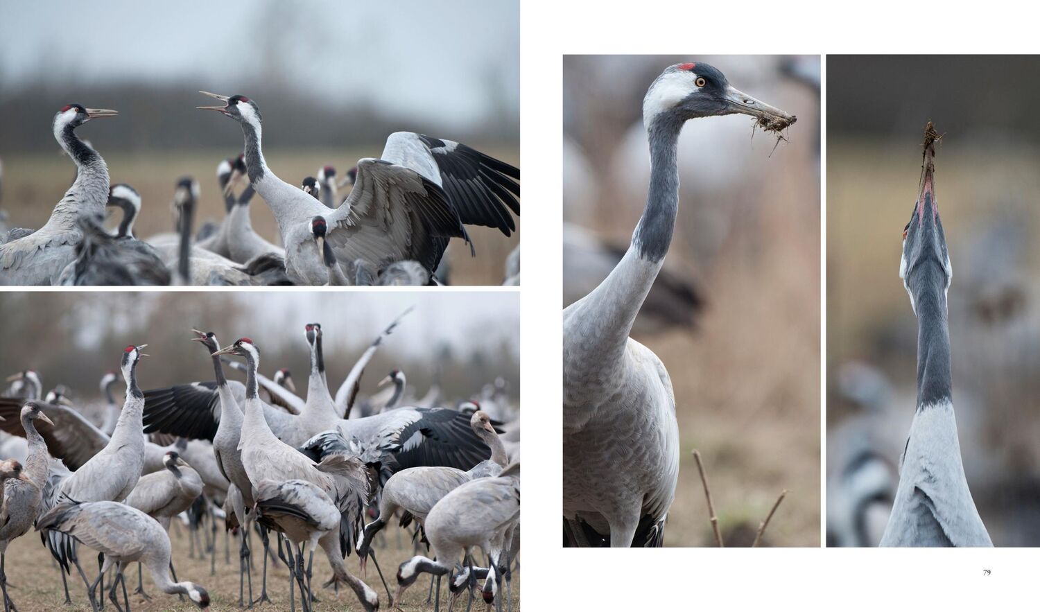 Bild: 9783981088298 | NATURERLEBNIS KRANICHZUG | Die Reise der Kraniche | Daubner (u. a.)