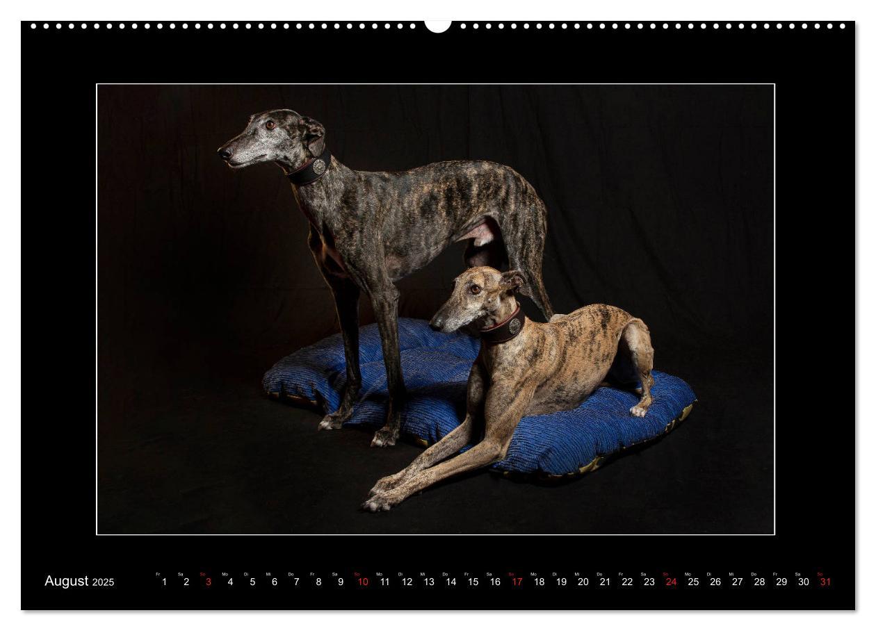 Bild: 9783435176809 | Windhunde - Schnelle Schönheiten (Wandkalender 2025 DIN A2 quer),...