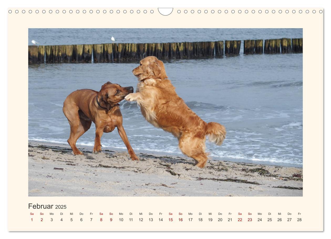 Bild: 9783435353132 | Rhodesian Ridgeback Power aus Südafrika (Wandkalender 2025 DIN A3...