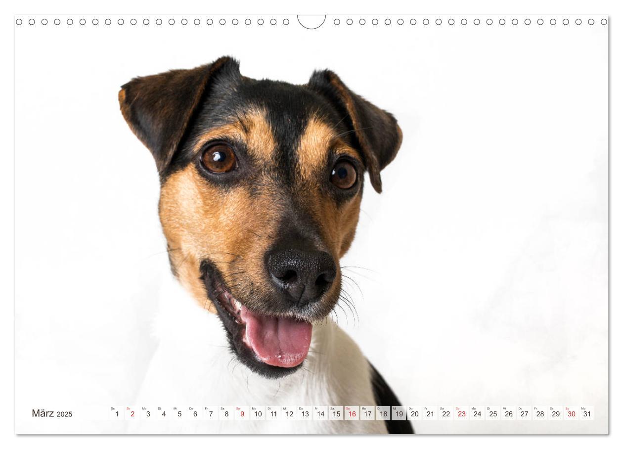 Bild: 9783435254682 | Kleine Hunde - Große Blicke (Wandkalender 2025 DIN A3 quer),...