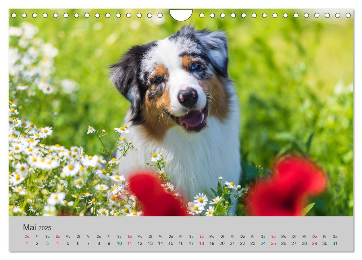 Bild: 9783435762880 | Mit Aussies unterwegs - Die bunte Welt der Australian Shepherds...