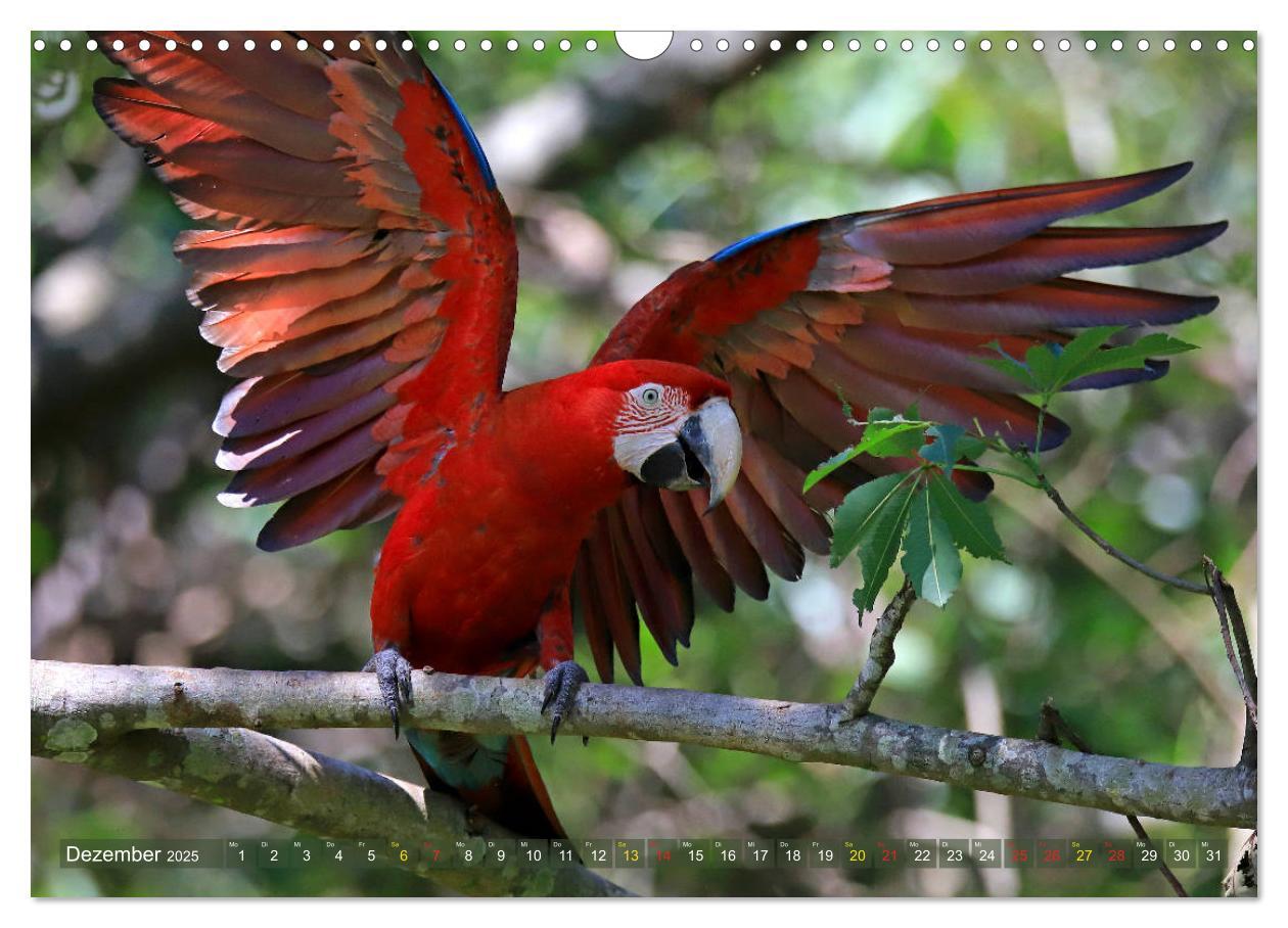 Bild: 9783435262809 | Aras im Pantanal (Wandkalender 2025 DIN A3 quer), CALVENDO...