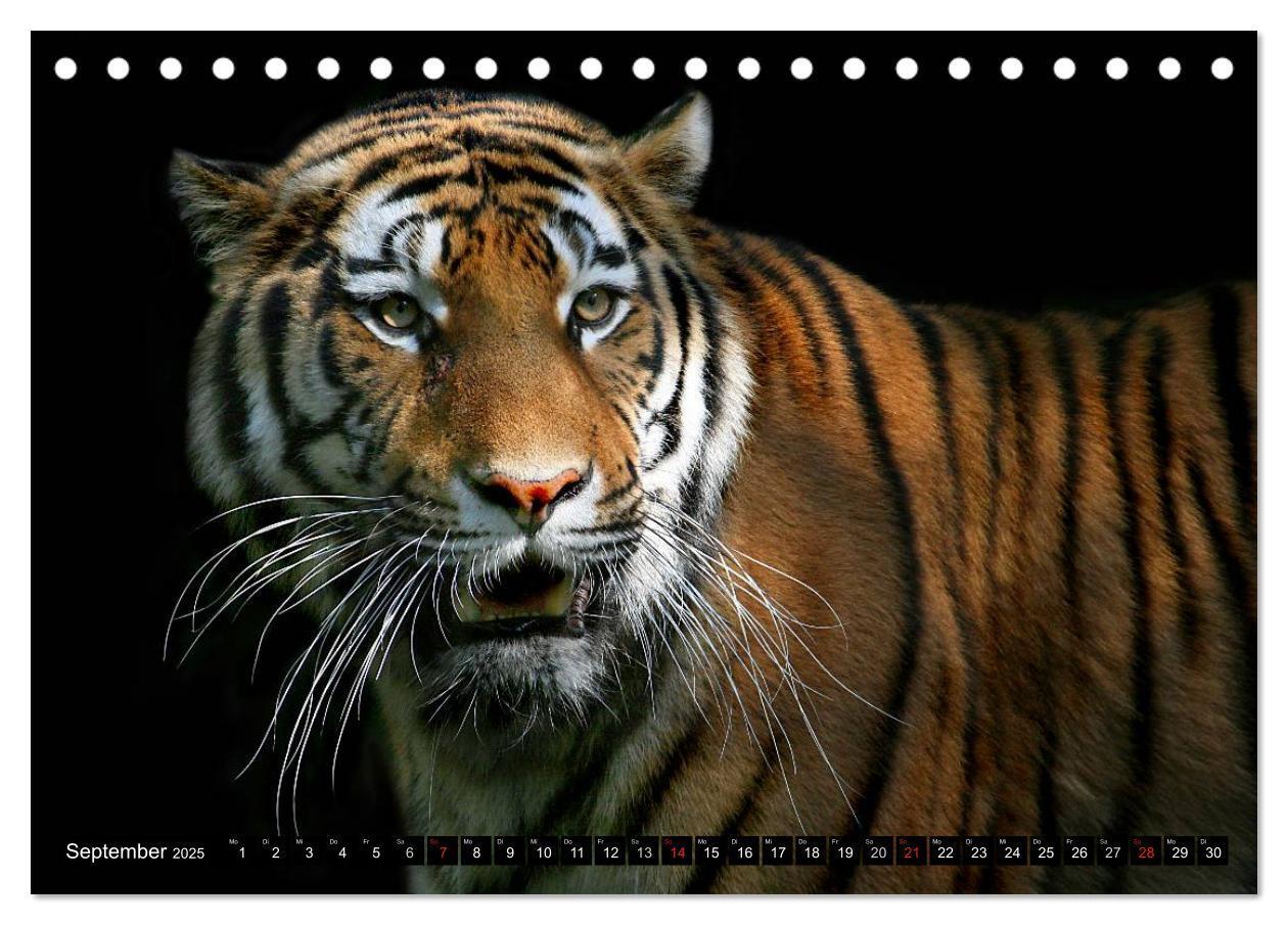 Bild: 9783435832361 | Tiger - die leisen Jäger des Dschungels (Tischkalender 2025 DIN A5...