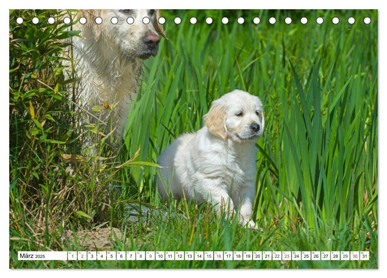 Bild: 9783435212903 | Goldige Herzensbrecher - Golden Retriever Welpen (Tischkalender...