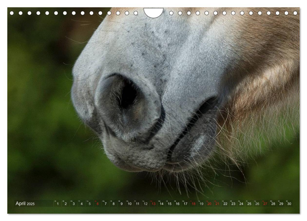 Bild: 9783435754533 | Fjordpferde - Norweger (Wandkalender 2025 DIN A4 quer), CALVENDO...