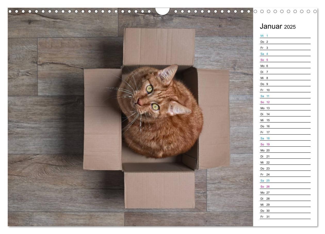 Bild: 9783435205417 | Karton Katzen (Wandkalender 2025 DIN A3 quer), CALVENDO Monatskalender