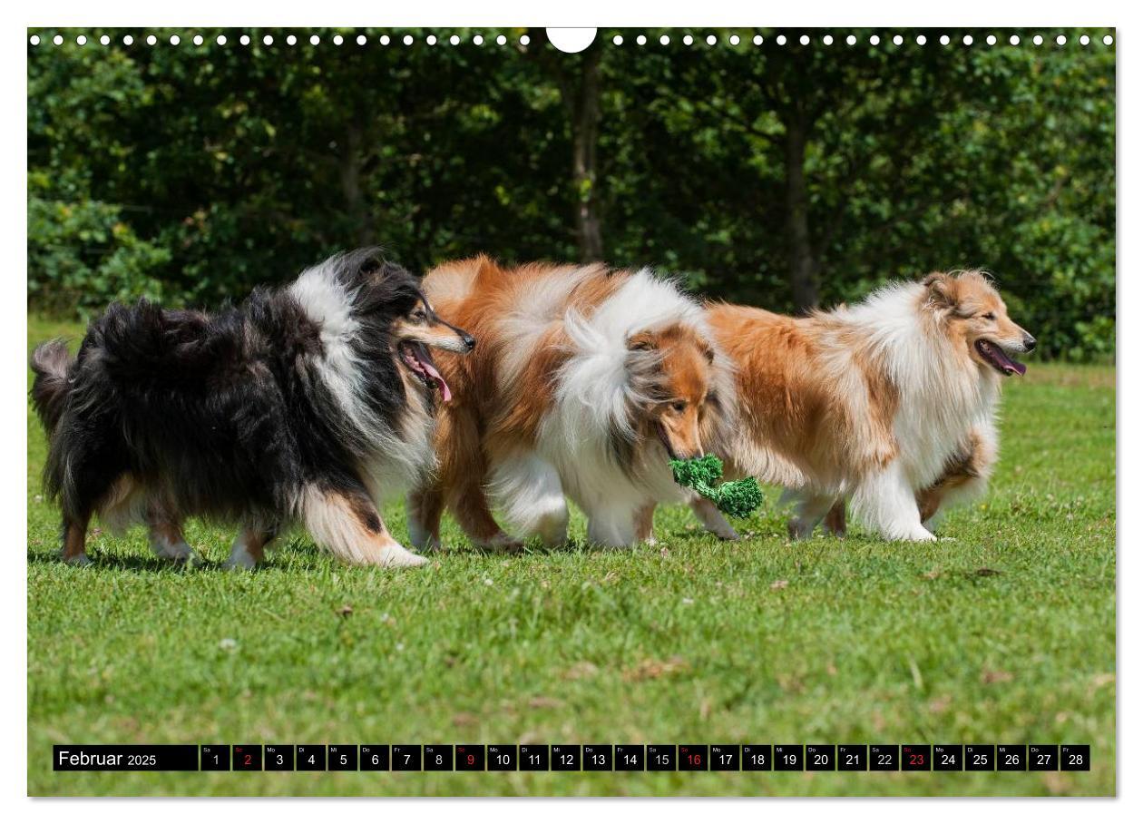 Bild: 9783435568956 | Collie - Mein bester Freund (Wandkalender 2025 DIN A3 quer),...