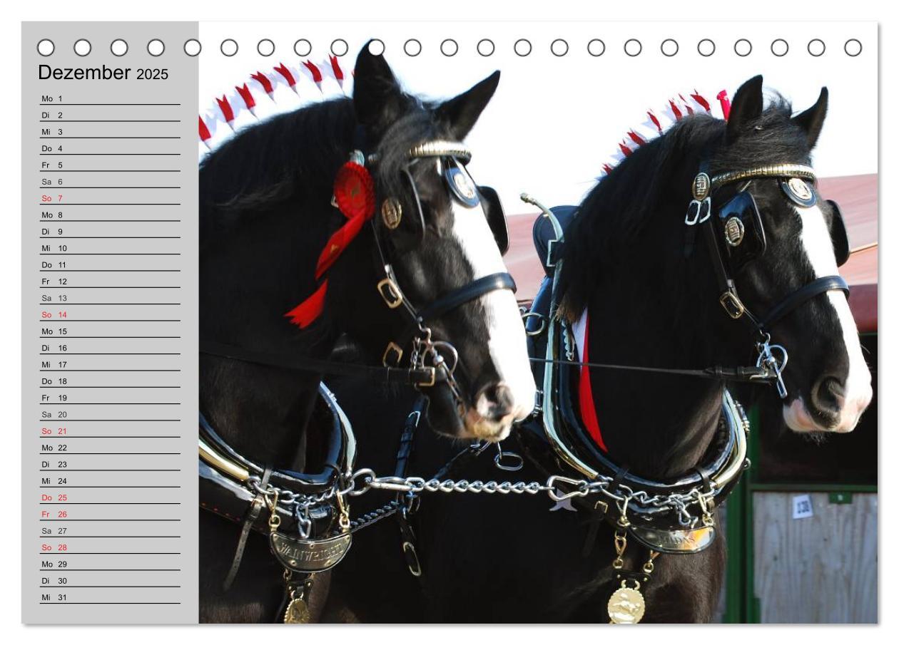 Bild: 9783435534067 | Das Shire Horse. Impressionen (Tischkalender 2025 DIN A5 quer),...