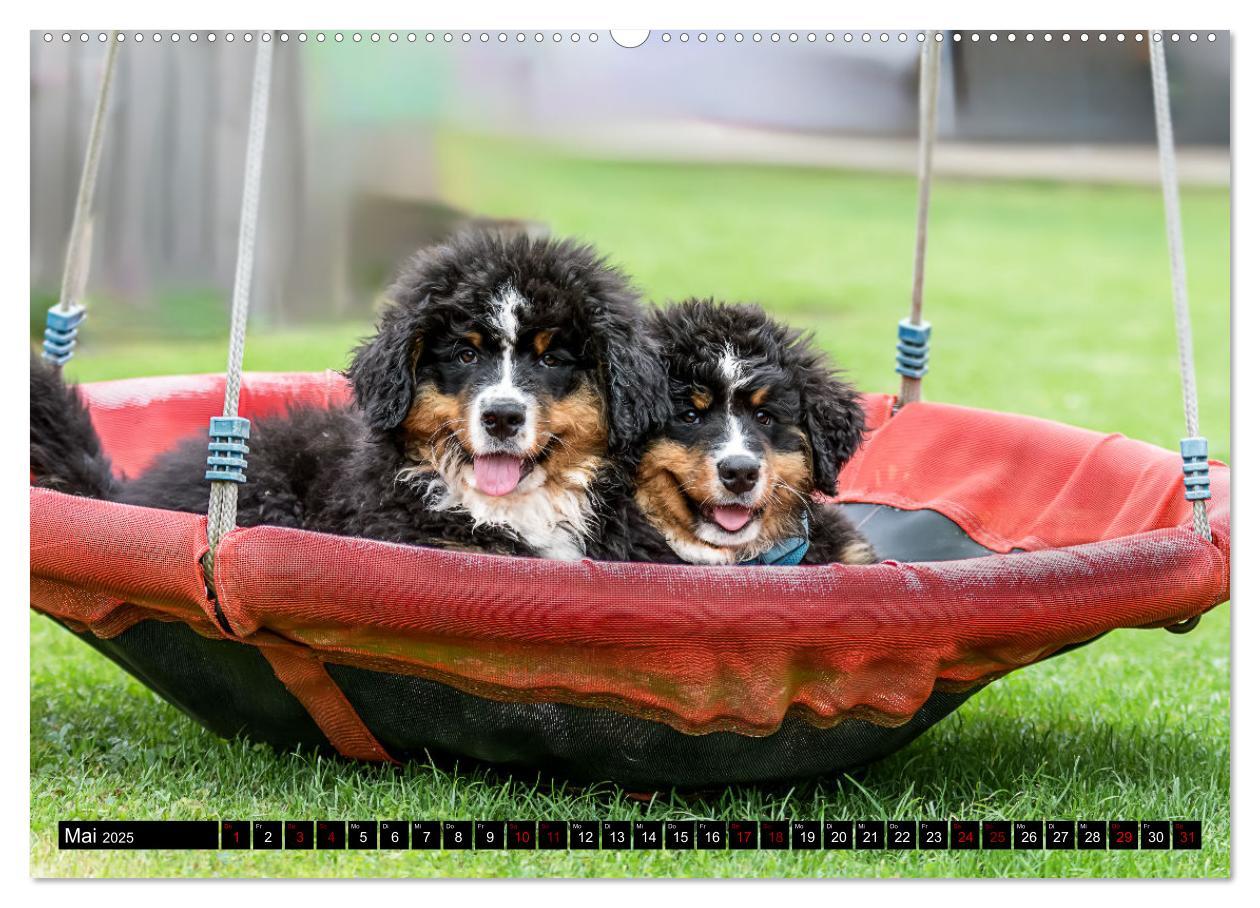 Bild: 9783457182604 | Berner Sennenhunde - Faszinierende Herzensbrecher (Wandkalender...