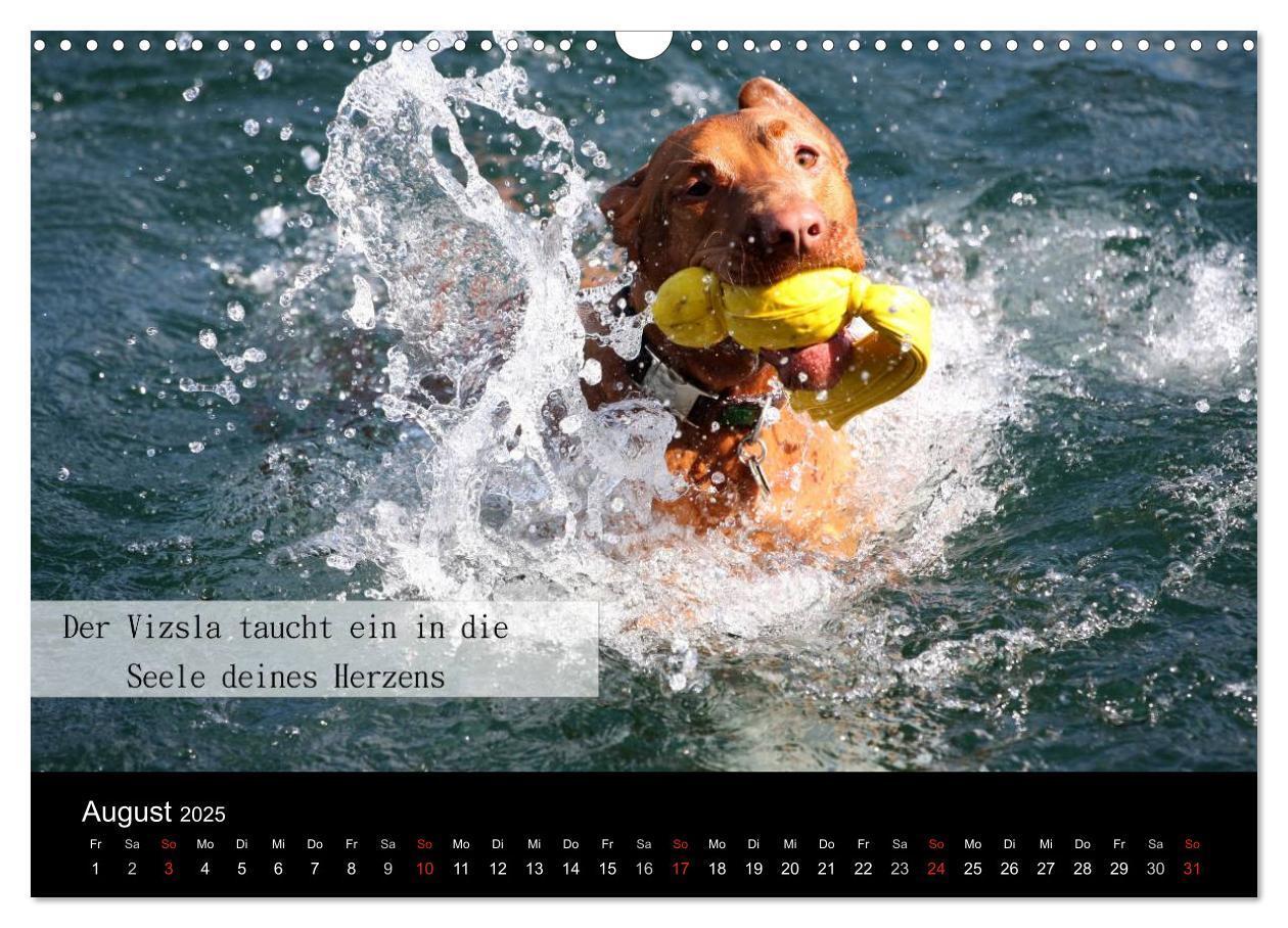 Bild: 9783435518838 | Magyar Vizsla - Zauberhafte Kobolde (Wandkalender 2025 DIN A3...