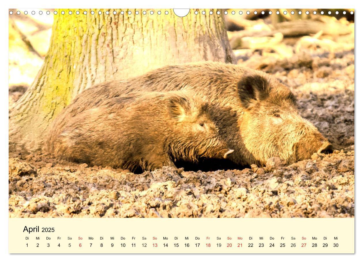 Bild: 9783435176168 | Scheue Wildtiere in heimischen Wäldern und Bergen (Wandkalender...