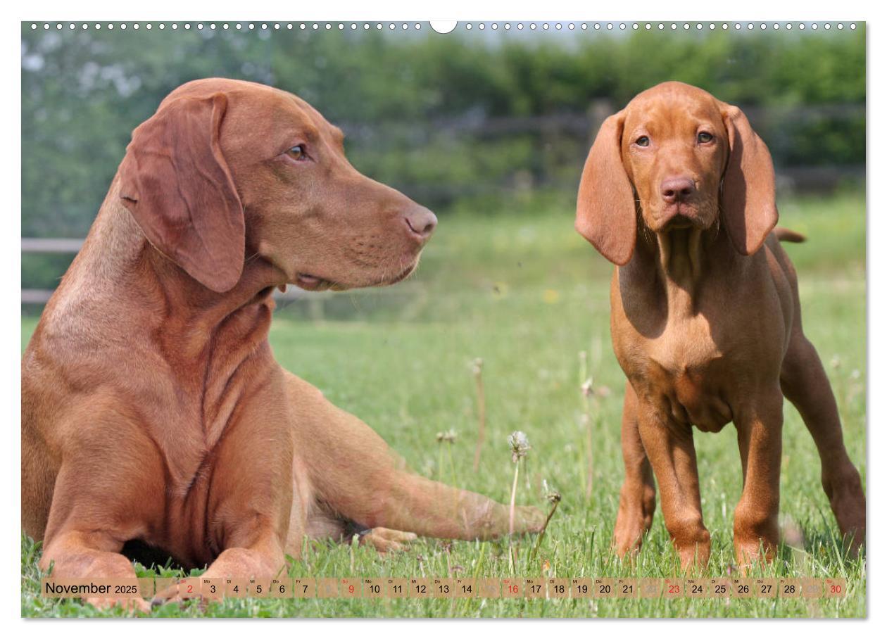 Bild: 9783435794157 | Magyar Vizsla - Vielseitiger Jagdhund mit Familienanschluss...