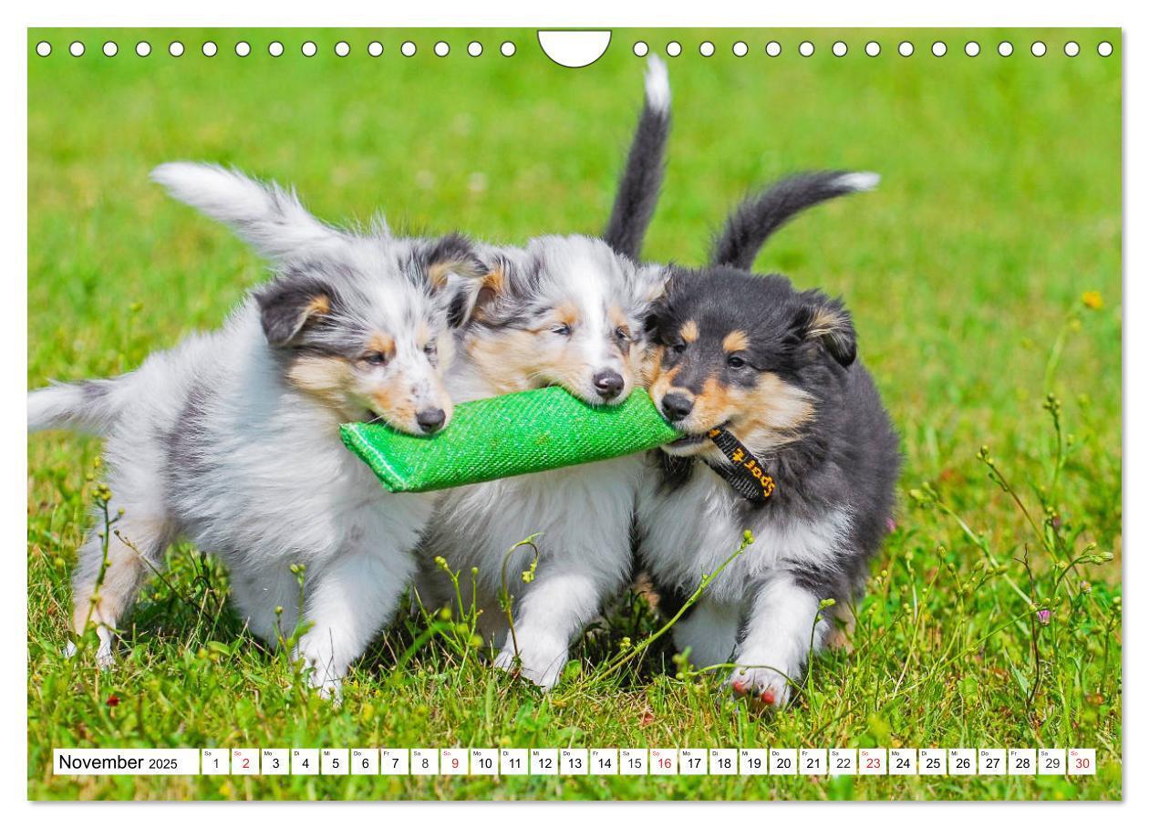 Bild: 9783435251452 | Colliewelpen - kleine Collies erobern die Welt (Wandkalender 2025...