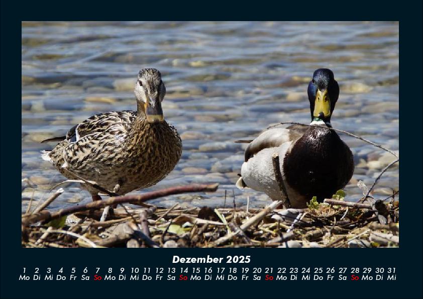 Bild: 9783755989561 | Enten 2025 Fotokalender DIN A4 | Tobias Becker | Kalender | Kalender