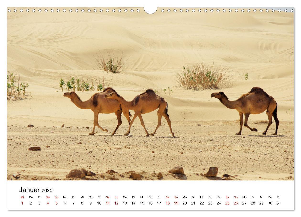 Bild: 9783435072354 | KAMELE... eine Reise durch den Oman. (Wandkalender 2025 DIN A3...