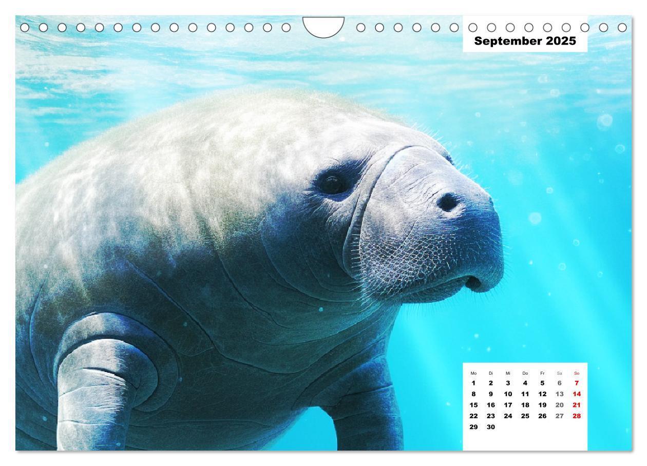 Bild: 9783383858857 | Manatees. Faszinierende Rundschwanzseekühe (Wandkalender 2025 DIN...