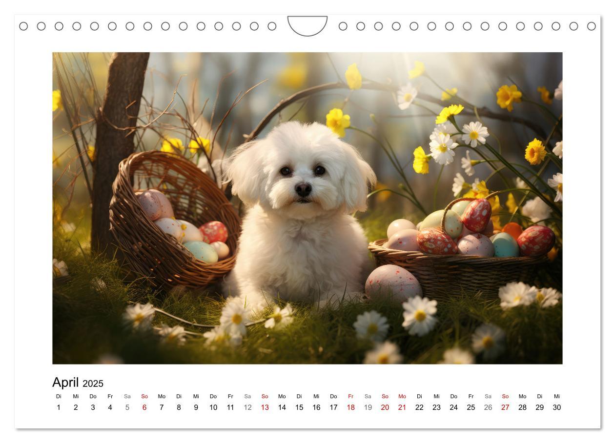 Bild: 9783383837968 | Bichon frisé, weiße Hündchen mit lockigem Haar (Wandkalender 2025...