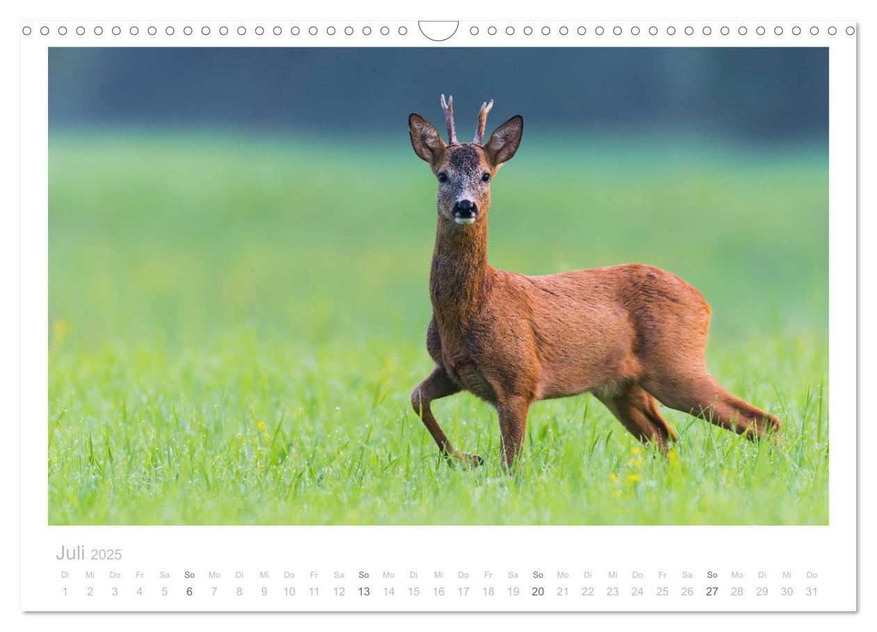 Bild: 9783435110933 | Rehwild 2025 (Wandkalender 2025 DIN A3 quer), CALVENDO Monatskalender