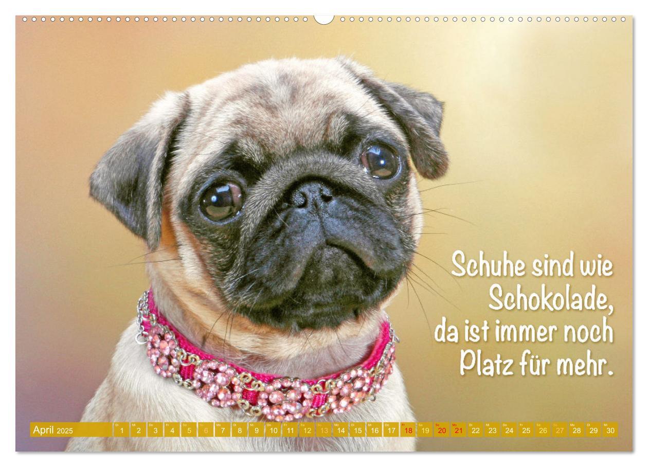 Bild: 9783457167205 | Lächeln mit Mops (Wandkalender 2025 DIN A2 quer), CALVENDO...