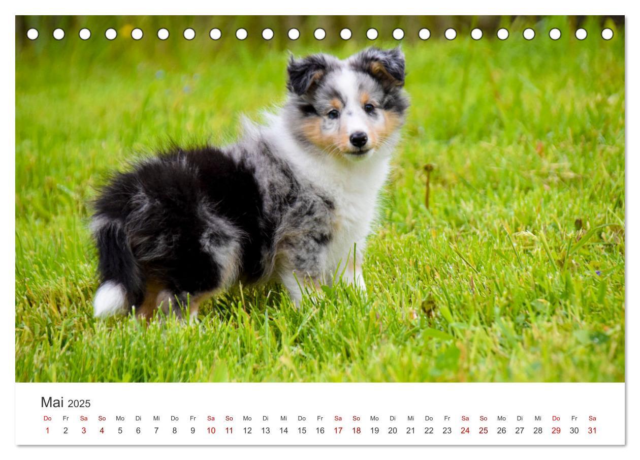 Bild: 9783383916519 | Shelties - Die zuckersüßen Vierbeiner. (Tischkalender 2025 DIN A5...