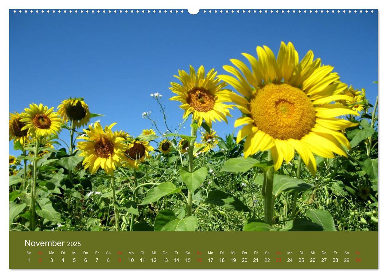 Bild: 9783435799404 | Sonnenblumen - die Blumen der Lebensfreude (Wandkalender 2025 DIN...