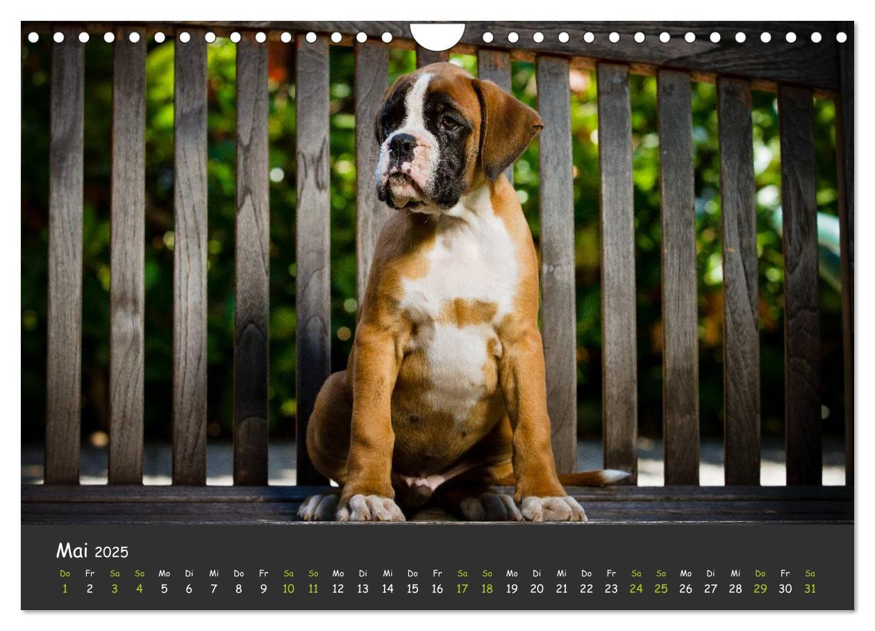 Bild: 9783435731534 | Wenn ich groß bin werd' ich Boxer (Wandkalender 2025 DIN A4 quer),...