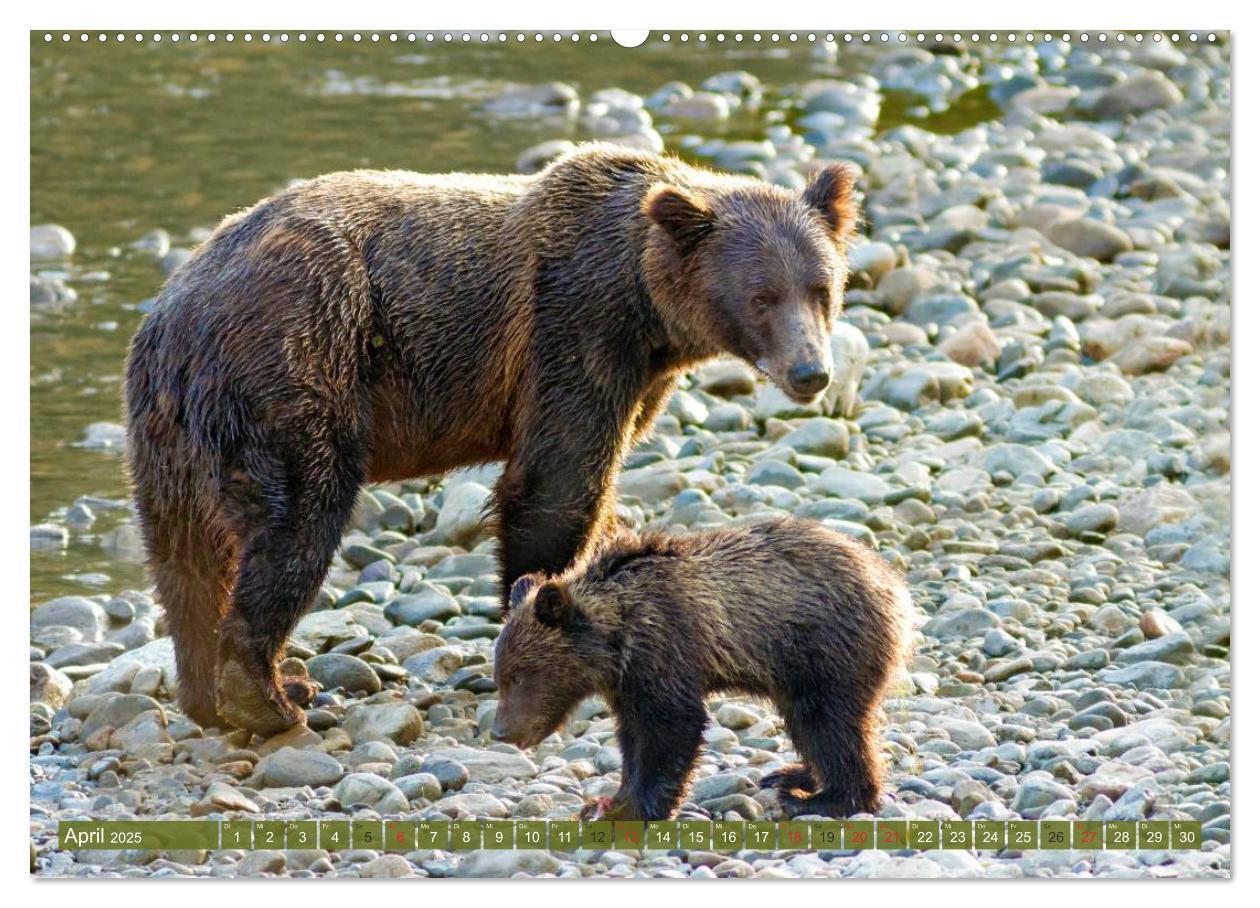 Bild: 9783435630899 | Bär, Wolf und Co - Tiere Nordamerikas (Wandkalender 2025 DIN A2...