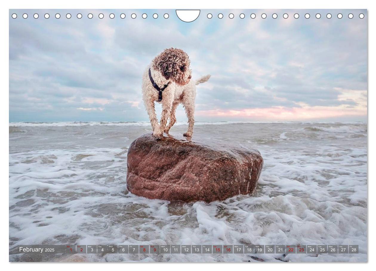 Bild: 9781325940905 | Lagotto Romagnolo Splash Edition (Wall Calendar 2025 DIN A4...