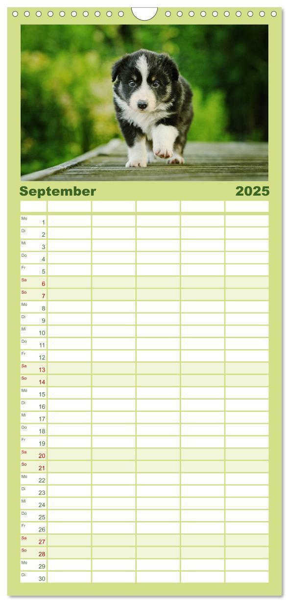 Bild: 9783457110522 | Familienplaner 2025 - Der Bordercollie-Kalender mit 5 Spalten...