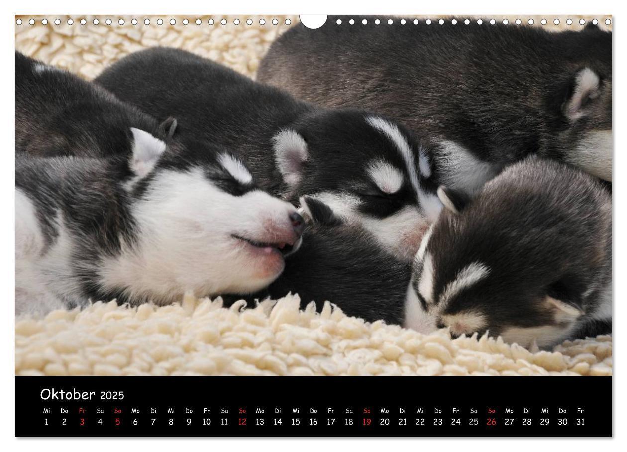 Bild: 9783435738939 | Huskys - Traumhunde (Wandkalender 2025 DIN A3 quer), CALVENDO...