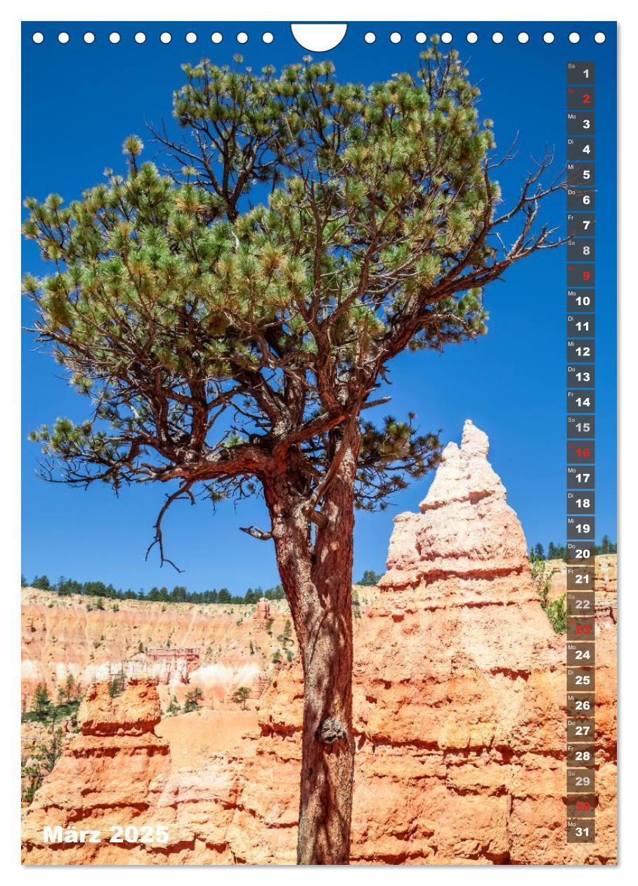 Bild: 9783435973507 | BRYCE CANYON Natur Pur (Wandkalender 2025 DIN A4 hoch), CALVENDO...