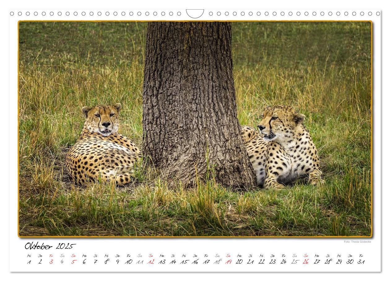 Bild: 9783435488773 | Abenteuer Masai Mara (Wandkalender 2025 DIN A3 quer), CALVENDO...