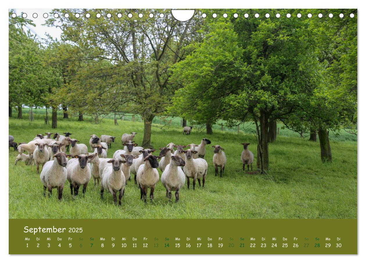 Bild: 9783435300532 | Steinkäuze (Athene noctua) (Wandkalender 2025 DIN A4 quer),...