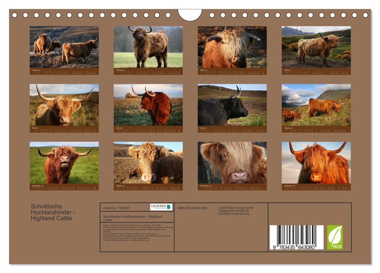 Bild: 9783435643080 | Schottische Hochlandrinder - Highland Cattle (Wandkalender 2025 DIN...