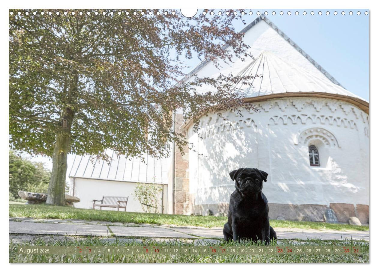 Bild: 9783435201761 | Sylt - Insel der Möpse (Wandkalender 2025 DIN A3 quer), CALVENDO...