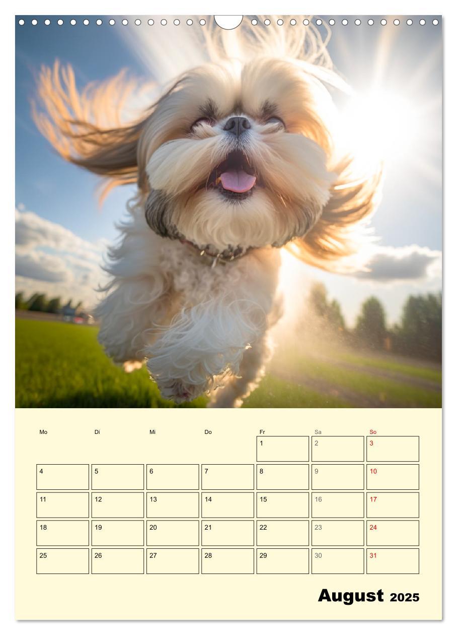 Bild: 9783435873623 | Shih Tzu Alarm. Glückliche Wuschelköpfe (Wandkalender 2025 DIN A3...