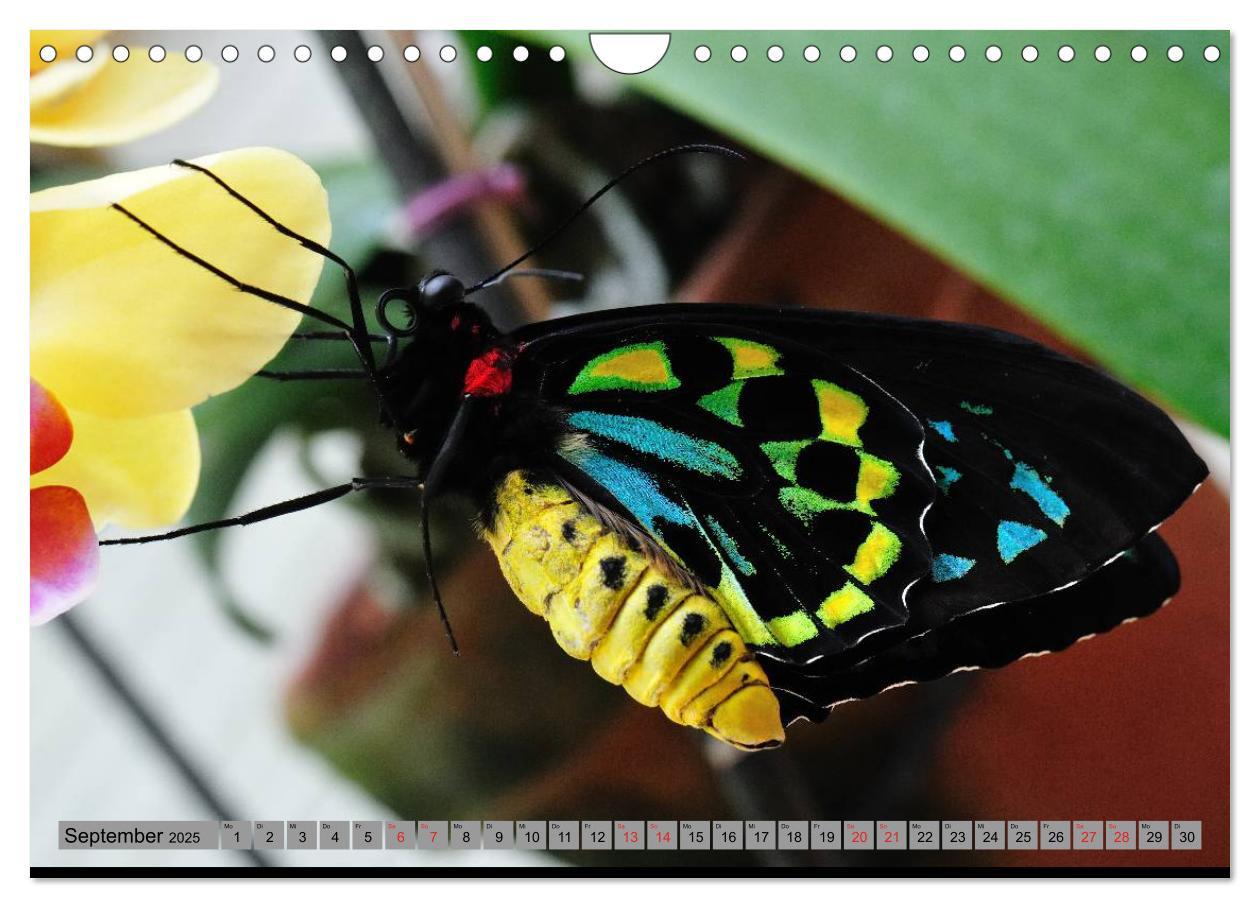 Bild: 9783435812813 | Butterfly's - Schmetterlinge für Zuhause (Wandkalender 2025 DIN A4...