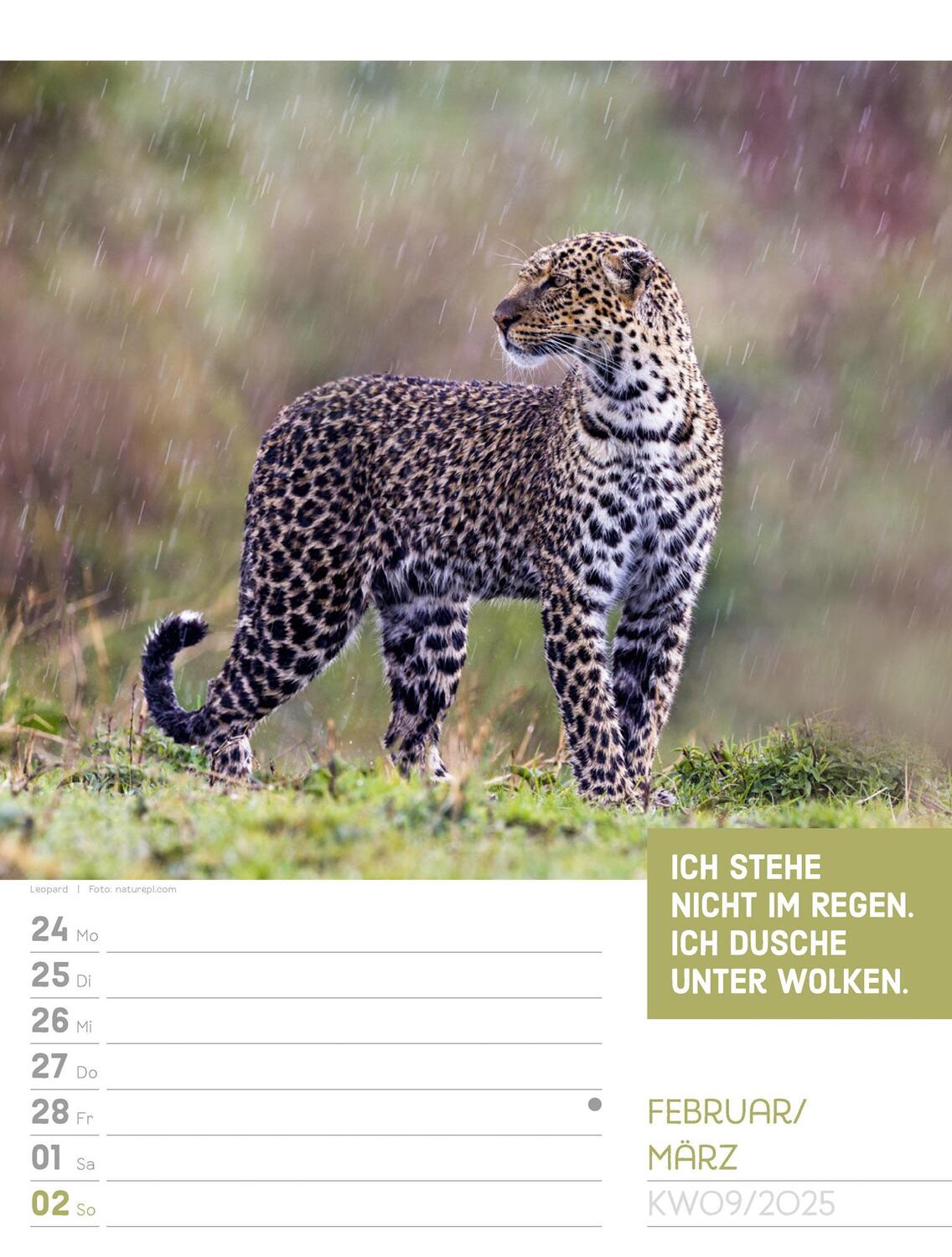 Bild: 9783838425962 | Tierisch! Sprüchekalender - Wochenplaner Kalender 2025 | Kunstverlag