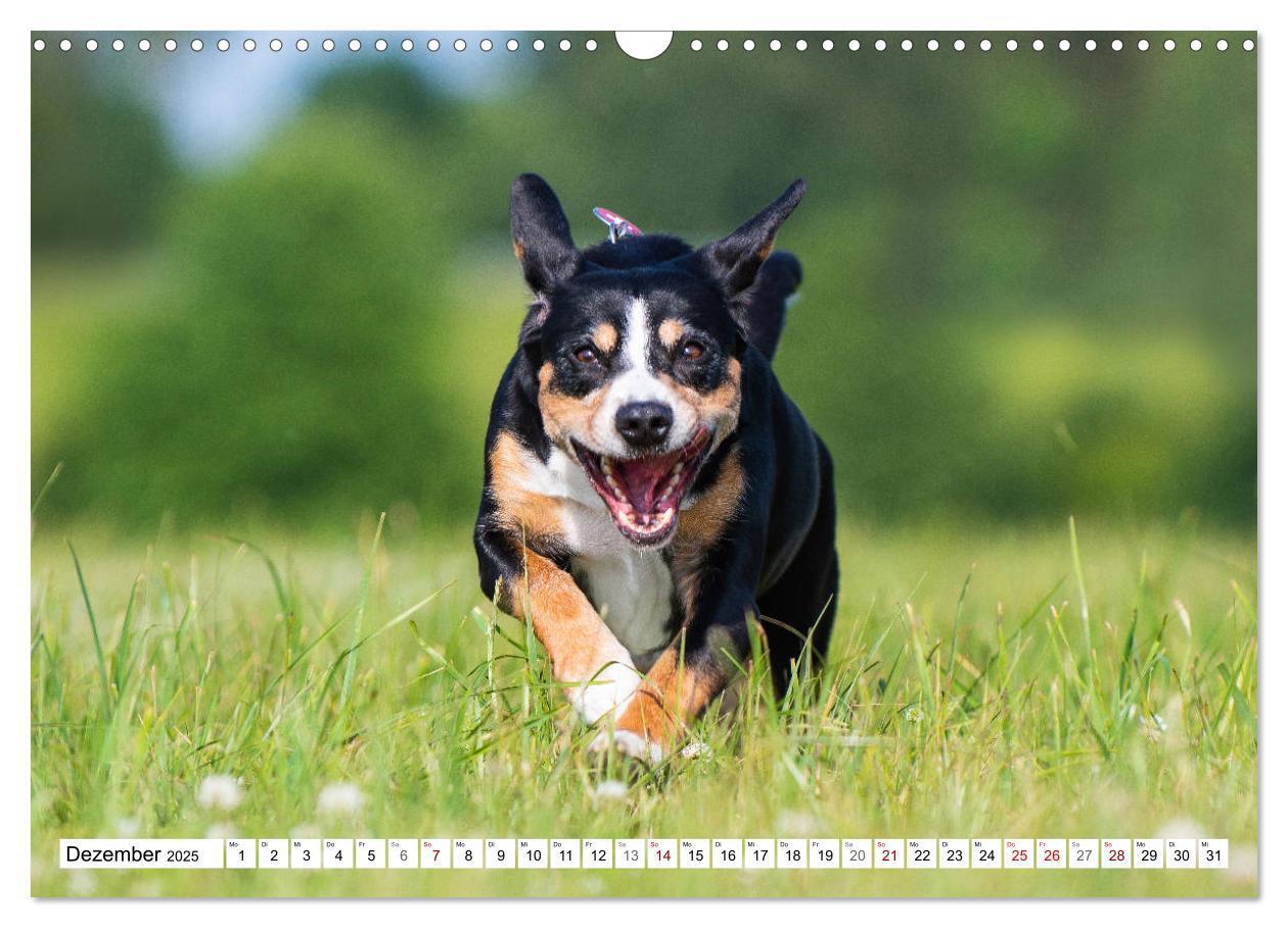 Bild: 9783435313051 | Mein bester Freund - Entlebucher Sennenhund (Wandkalender 2025 DIN...