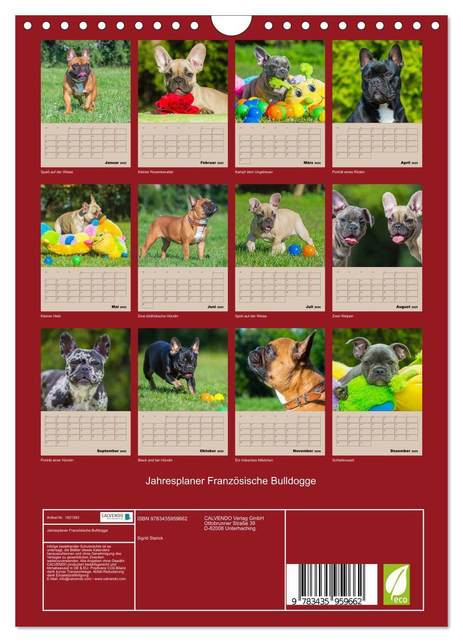 Bild: 9783435959662 | Jahresplaner Französische Bulldogge (Wandkalender 2025 DIN A4...