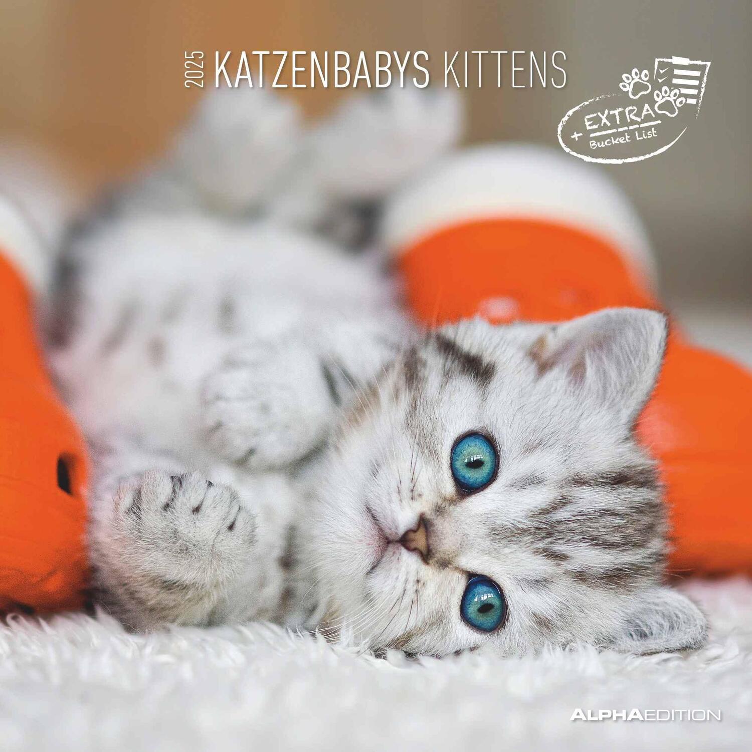 Cover: 4251732340681 | Katzenbabys 2025 - Broschürenkalender 30x30 cm (30x60 geöffnet) -...