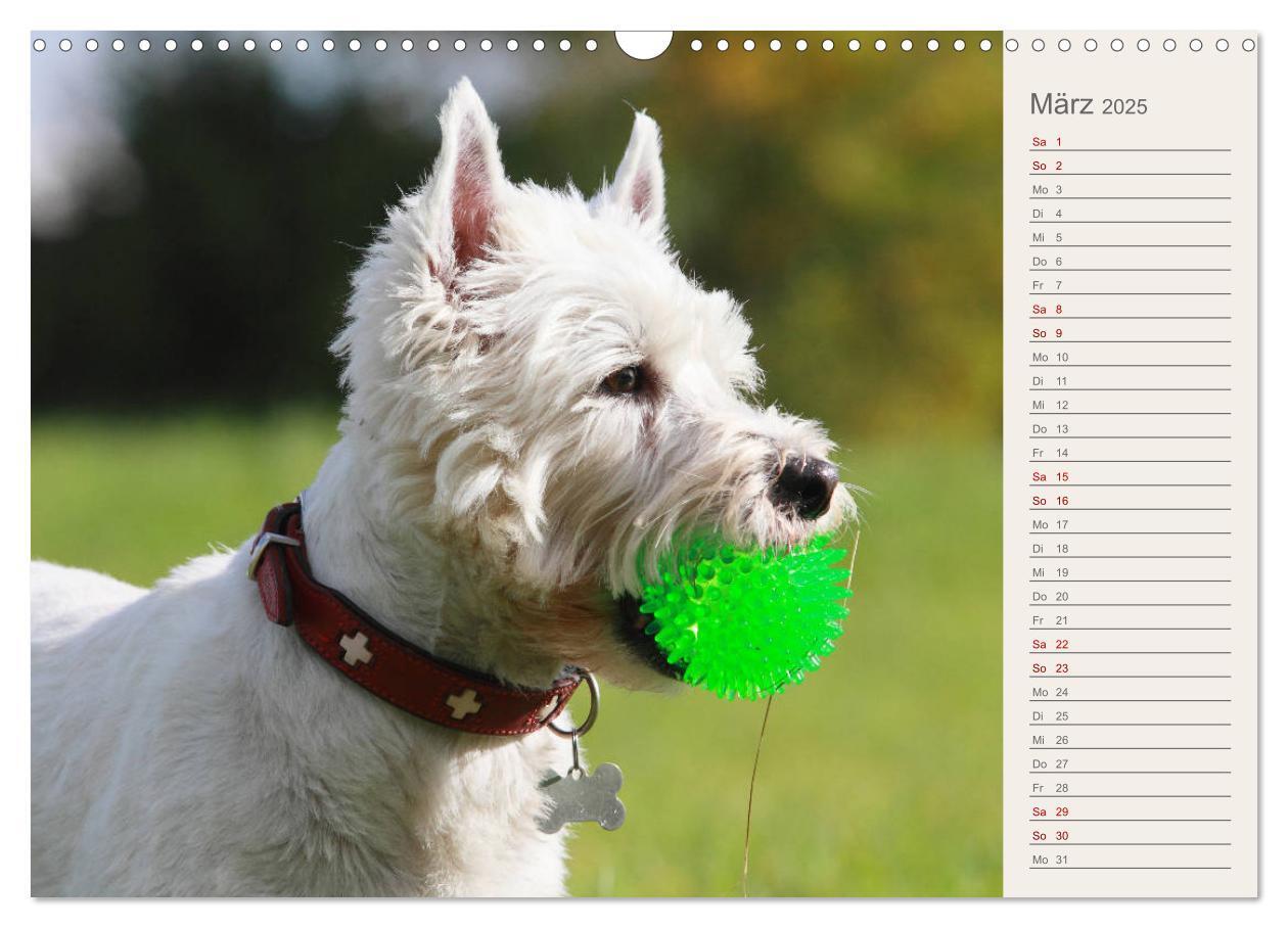 Bild: 9783435408290 | West Highland White Terrier - Selbstbewustes Powerpaket - der...