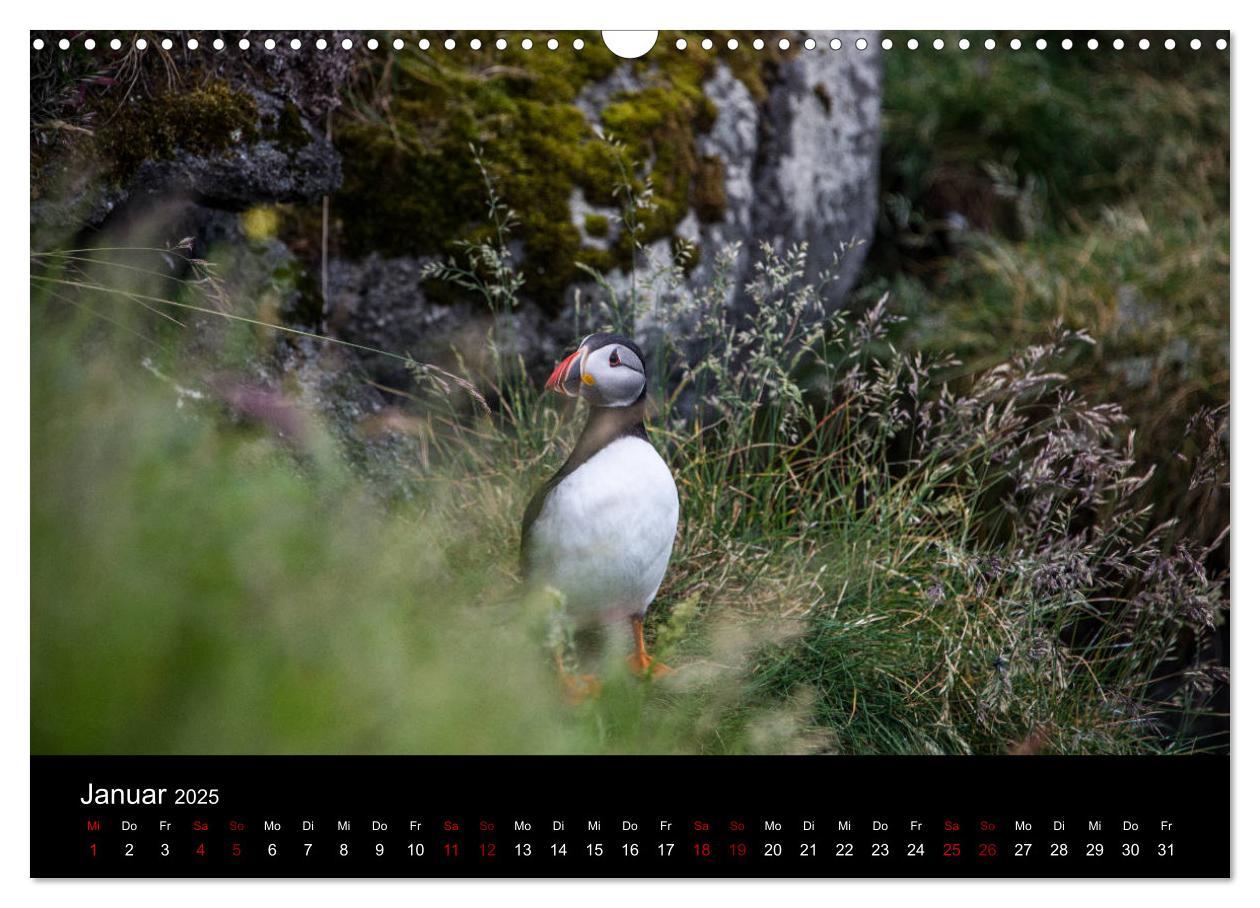 Bild: 9783435410675 | Puffins - Vögel des Nordens (Wandkalender 2025 DIN A3 quer),...