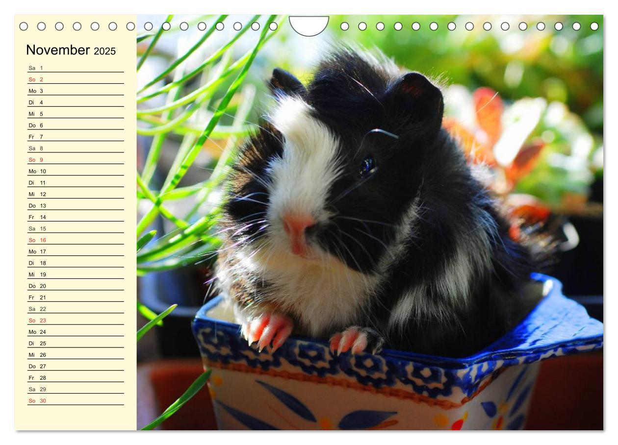 Bild: 9783435509621 | Meerschweinchen. Geliebte Nager (Wandkalender 2025 DIN A4 quer),...